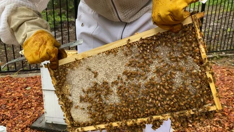 Bee keeper, dressed in protective suit and gloves, pulls a full capped frame Stock Footage 129290907