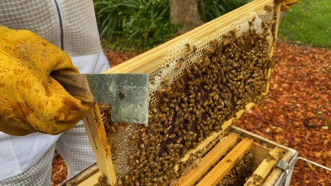 Bee keeper, dressed in protective suit and gloves, uses a hive tool Stock Footage 129292408