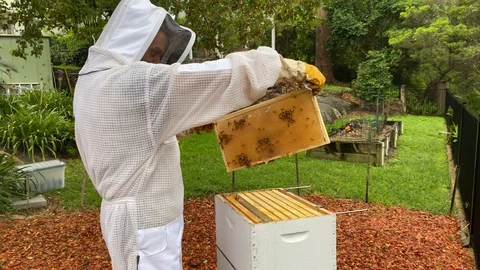Bee keeper, dressed in protective suit and gloves, inserts a honey frame back Stock Footage 129294959