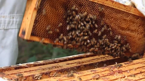 BEE KEEPER EXAMINES HIVE TIGHT 5 Stock Footage 301244722