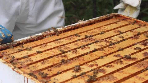 BEE KEEPER EXAMINES HIVE TIGHT 15 Stock Footage 301244814