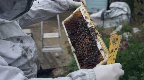 Bee Keeper examining bees on wax frame pulled from hive Stock Footage 49536790