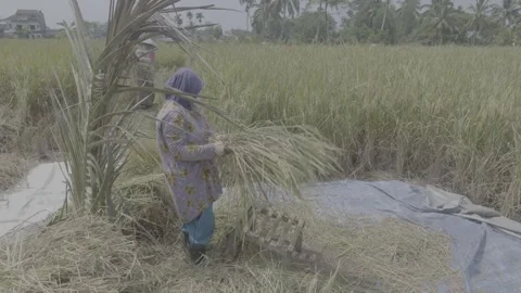 Bee Keeper  Stock Footage 305333111