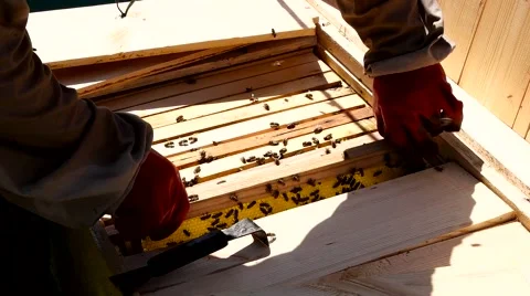 Bee-keeper gets honey frame from evidence Stock Footage 65218083