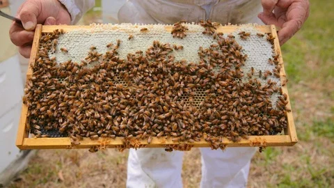 Bee keeper holding bee hive frame with bees Stock Footage 111992569