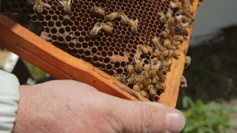 Bee keeper holding honeycomb Stock Footage 111995371
