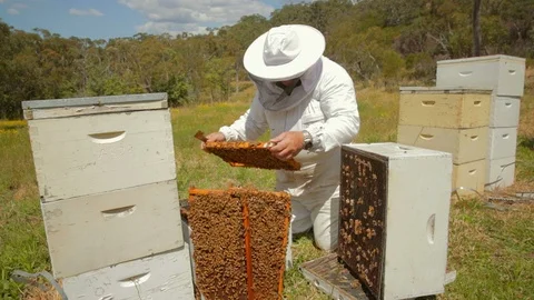 Bee keeper inspecting bee hive Stock Footage 111992587