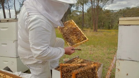 Bee keeper inspecting bee hive Stock Footage 111993592