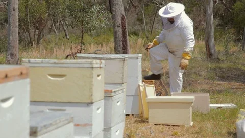 Bee keeper inspecting hive Stock Footage 111993671