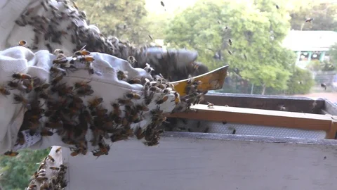 A bee keeper is moving bees from window to beehive Stockbeeldmateriaal 106333123