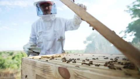 Bee keeper opening box Stock Footage 279113129