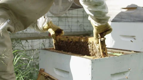 Bee keeper overseeing the hive in a protective suit Video stock 51572308