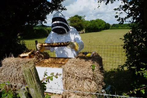 Bee Keeper Stock Photos
