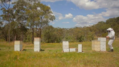 Bee keeper placing new queen bee in hive Video stock 111992532