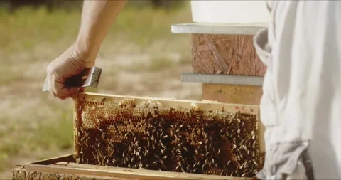 Bee keeper pulling bee file from bee hive Video stock 245303908