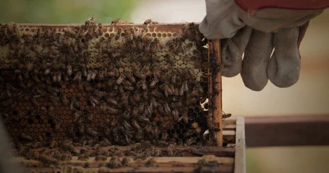 Bee-Keeper pulls out a frame of honey from the hive. Honeycomb frame. 4K Stock Footage 118422337