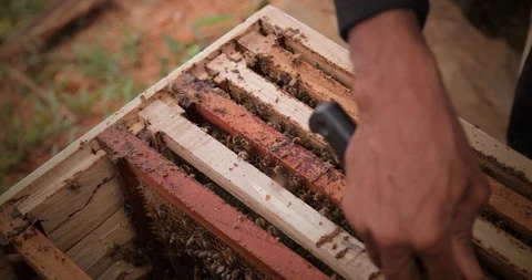 Bee-Keeper pulls out a frame of honey from the hive. Honeycomb frame. 4K Stockbeeldmateriaal 118422555