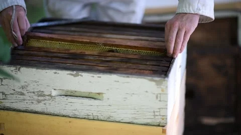 Bee Keeper pulls out a frame from a bee hive to inspect the colony Stock Footage 235625092