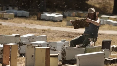 Bee Keeper Queen Stock Footage 91045459