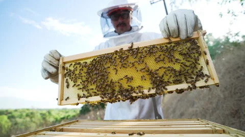 Bee Keeper removing bee frame Stock-Footage 279113355