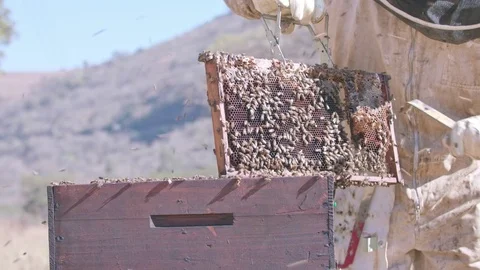 Bee keeper scrapes away portion of honey comb before replacing frame Stock Footage 84263774