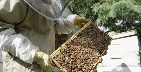 Bee Keeper shows bees on a honey super Stock Footage 51563002