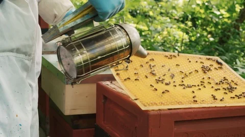 Bee keeper smokes bees in a bee hive Video stock 123841383