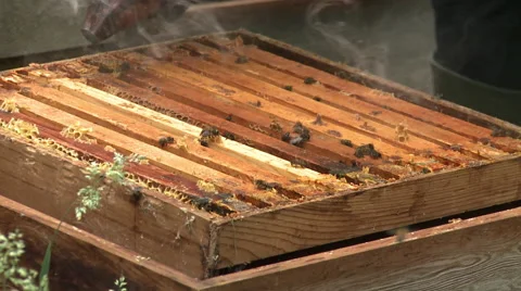 A bee keeper smokes the bees in the hive. Stock Footage 68139735