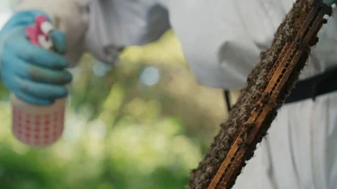 Bee keeper spraying bees on honey comb Video stock 123841277