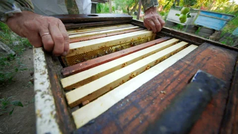 Bee-keeper takes out of the beehive or apiary the frame for bees Stock Footage 100925184