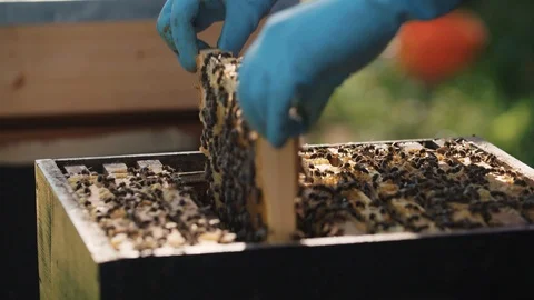 Bee keeper taking out each section of the bee hive in Slow Motion Video stock 123841296