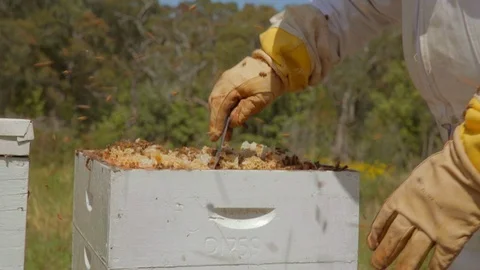 Bee keeper using tool to remove honeycomb from hive Stock Footage 111993756