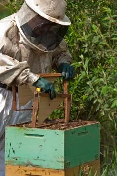 Bee Keeper with wax combs Stock Photos