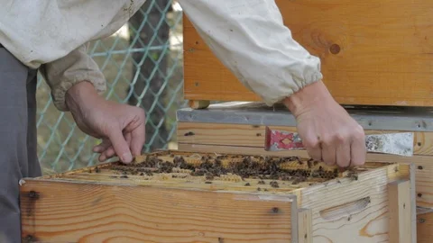 Bee keeper working at bee hive 스톡 동영상 101937534
