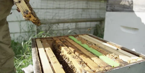 Bee Keeper working with hive in a bee box Video stock 51562793