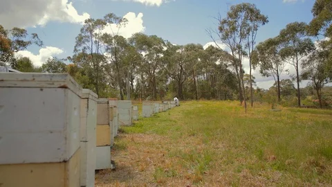 Bee keeper working on hive Stock Footage 111995382