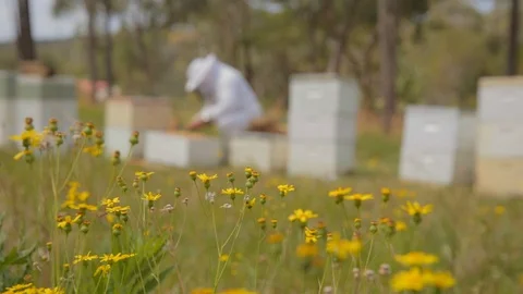 Bee keeper working on hives Video stock 111995353