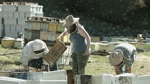 Bee Keepers in Bee Yard Stock Footage 91048670
