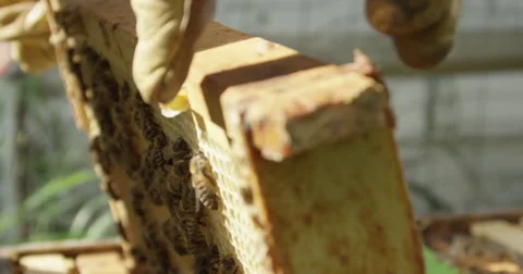 Bee Keeper's Hands working with Honey Bees in the Hive Video stock 51562007