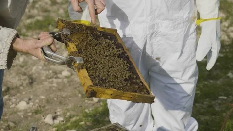 Bee keepers in protective suit with bees Stock Footage 88147063