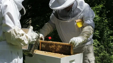 Bee Keepers Work Stock Footage 39223704