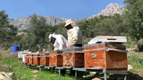 Bee keepers working on be hives wearing protective clothes Stock Footage 149113623
