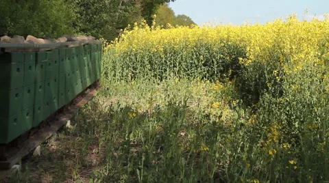 Bee keeping at the edge of an oilseed rape field Stock Footage 37585886