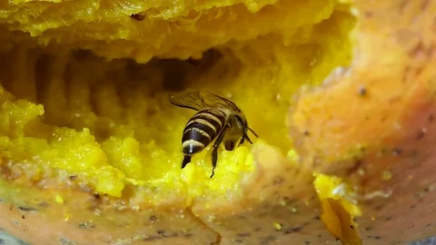 Bee keeping food from the mango. Stock Footage 78102337