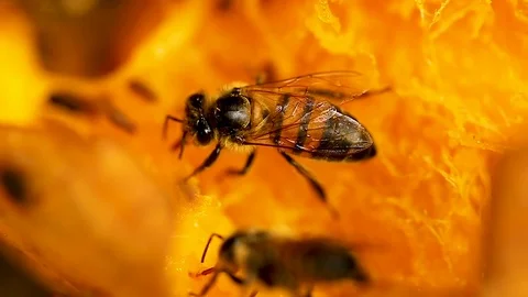 Bee keeping food, processing into honey, from the mango, in tropical Stock Footage 124484798