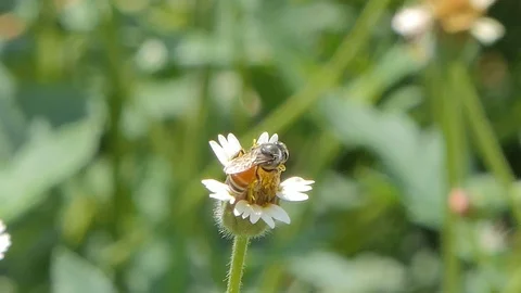 Bee keeping nectar of white flower. Stock-Footage 107888193