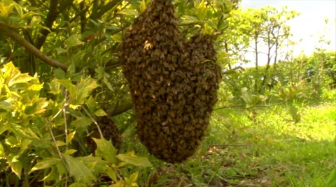 Bee Keeping swarm of wild honey bees Stock Footage