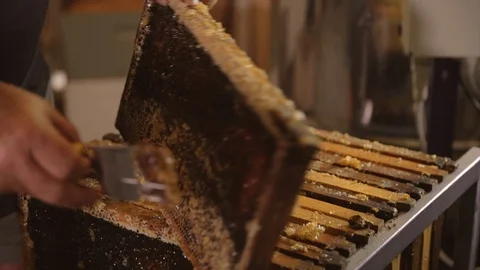 Bee kepper prepping honeycomb for extraction Stock Footage 111992978