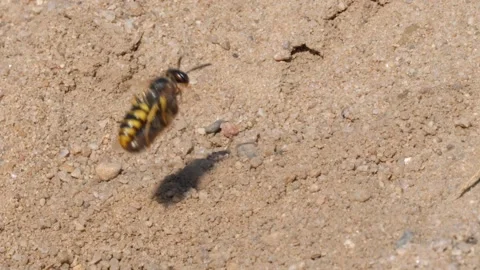 Bee-killer wasp with a bee, digging Stock Footage 170946721
