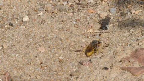 Bee-killer wasp, Bee-killer female digging a tunnel Stock Footage 170946657